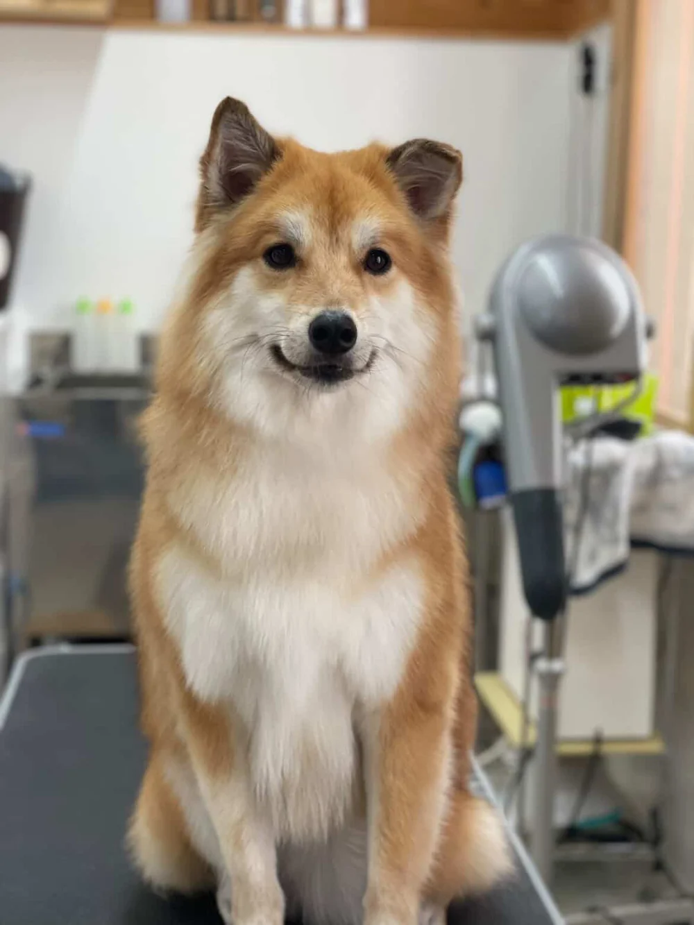 アナ・明るい茶色と白の犬