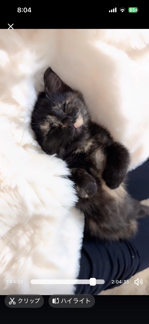 ちゅむ・眠っているサビ猫
