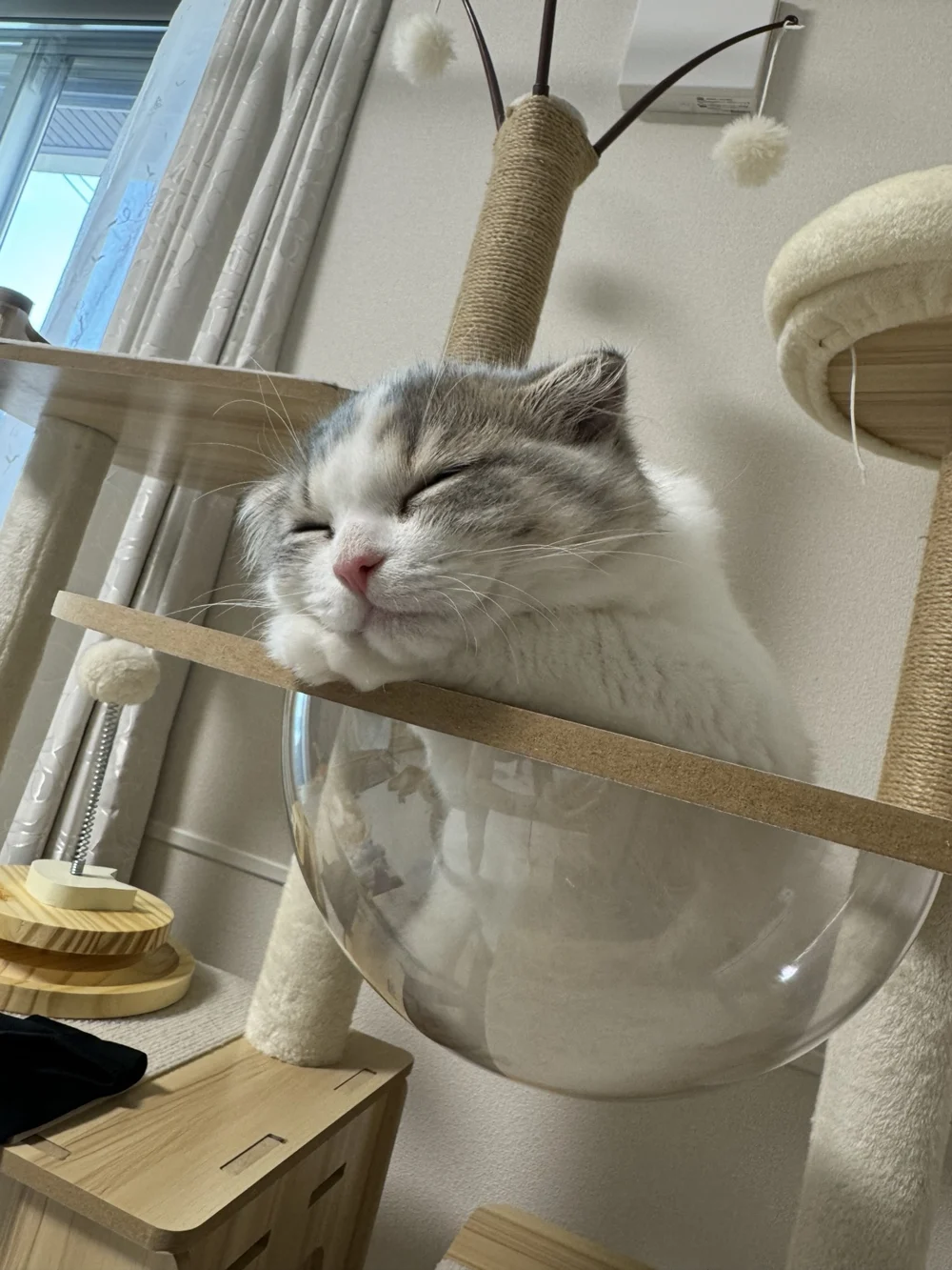 ここ・キャットタワーでくつろぐ白とグレーの猫