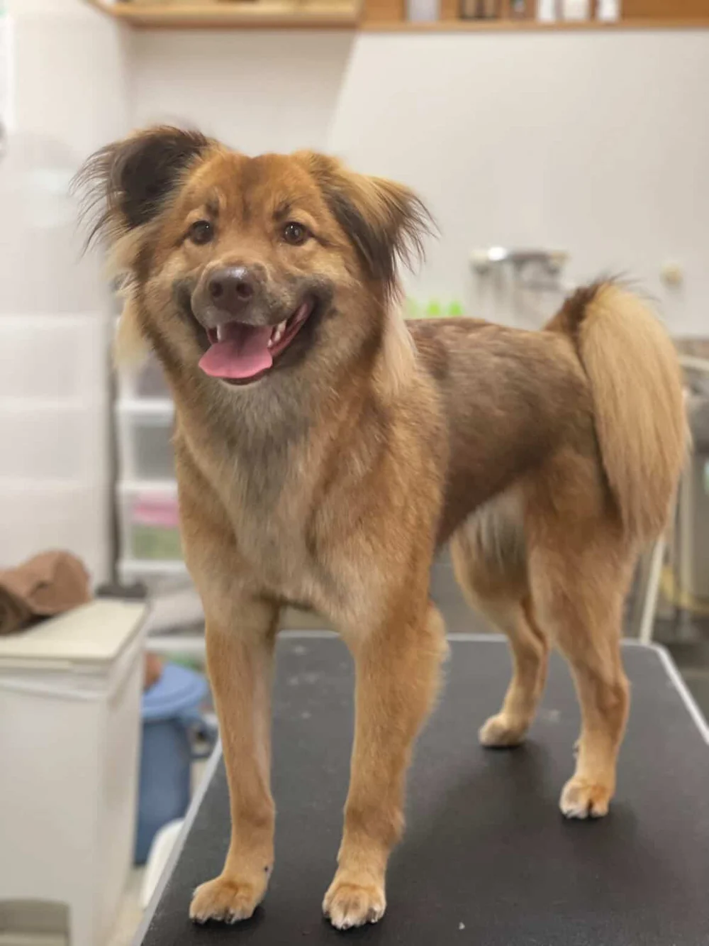 メリー・茶色の犬